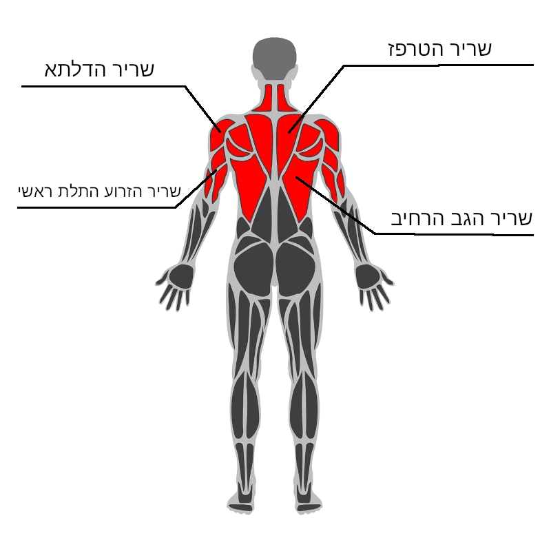 אימון משקל גוף (קליסטניקס): התרגילים שאתם חייבים להכיר | Fitnessophy