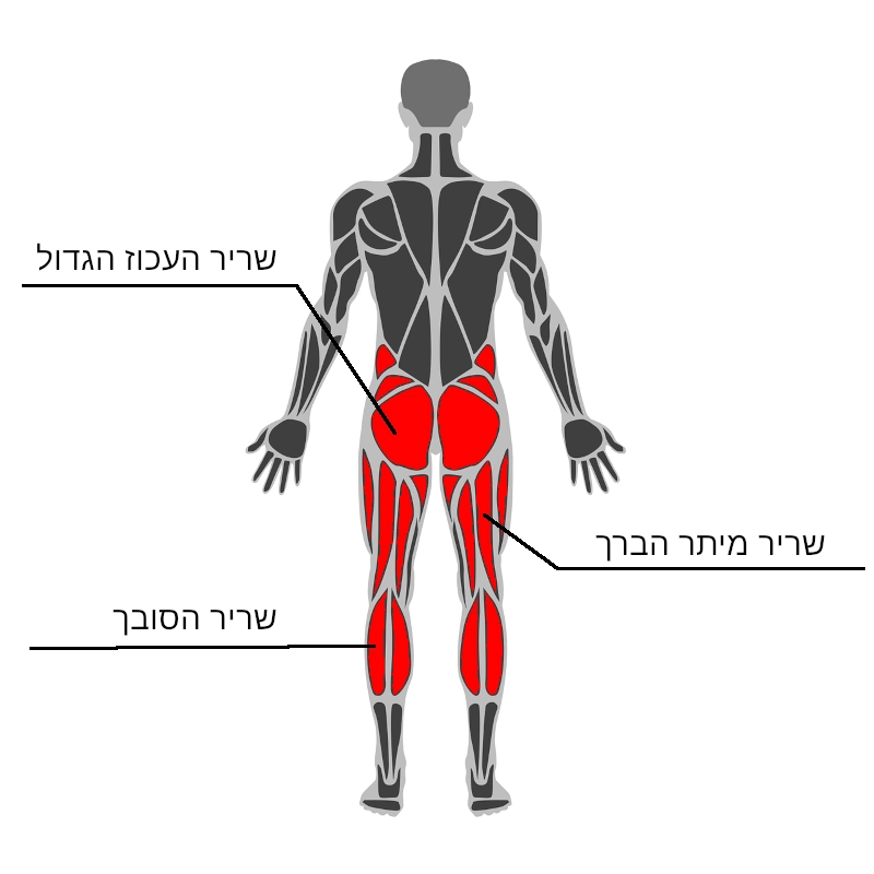 אימון משקל גוף (קליסטניקס): התרגילים שאתם חייבים להכיר | Fitnessophy