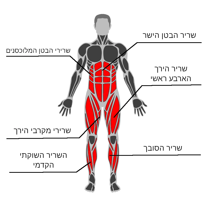 אימון משקל גוף (קליסטניקס): התרגילים שאתם חייבים להכיר | Fitnessophy